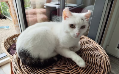 Mikko