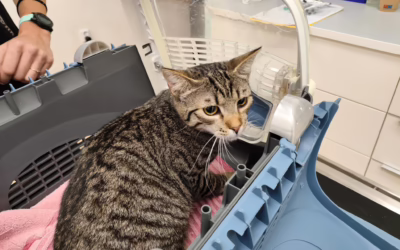 Jony na veterině.