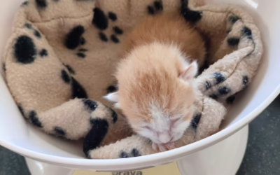 Nová zpráva od Fabiánka