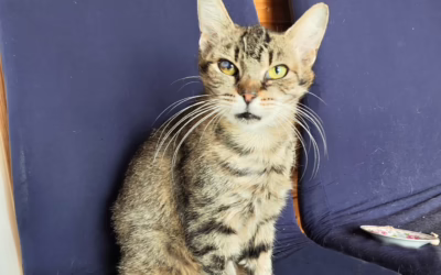 Pozdrav od kočičky Anežky