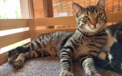 Kocourek Jony hledá domov