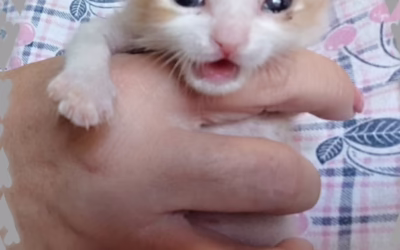 Pozdrav od Fabiánka