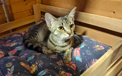 Messinka hledá domov