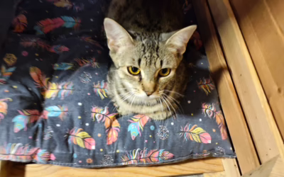 Messa stále hledá domov