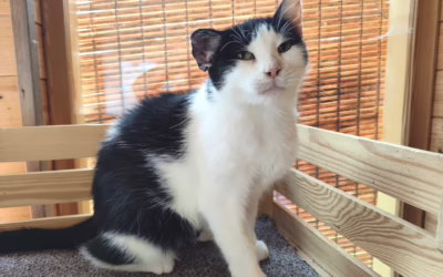 Úžasná kočička Křepelka hledá domov