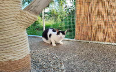 Adept na virtuální adopci kocourek Žihadýlko