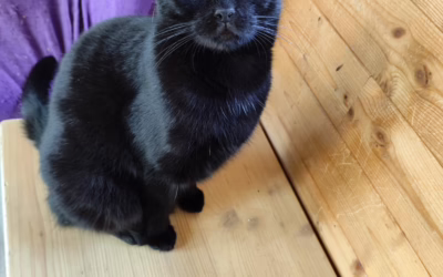 Hodná kočička Lolly také čeká na domov