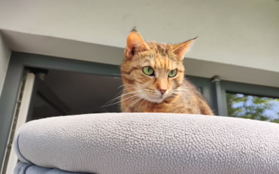 Kočička Věrka hledá domov