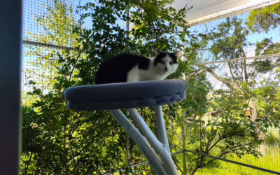 Kocourek Gabrielek hledá domov