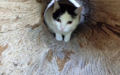 Kočička Sevilla hledá nový domov