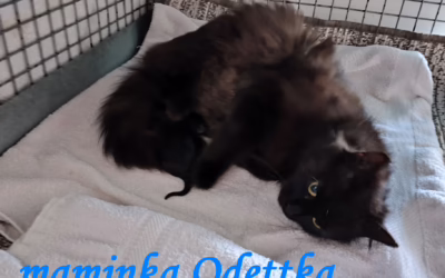 Odettka s koťaty