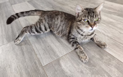 Pozdrav od kočičky Anežky