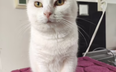 Kocourek týdne MIKKO