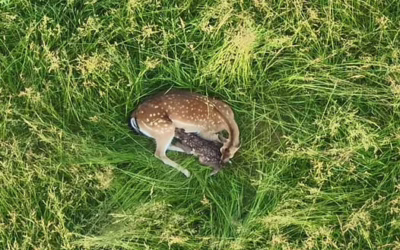 Běhejme a pomáhejme útulkům