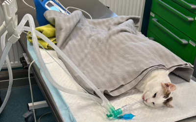 Kočička Makadamka na operaci zoubků