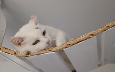 Najde kocourek týdne Mikko domov?