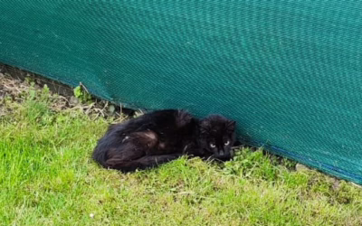 Nový příjem poraněného kocourka