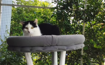 Kocourek týdne GABRIELEK