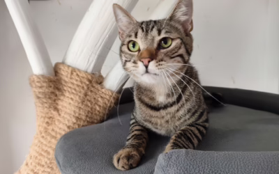 Kocourek Jony hledá domov