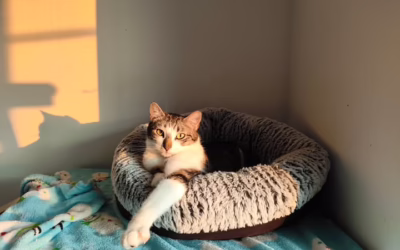 Kocourek Sobriňo hledá domov