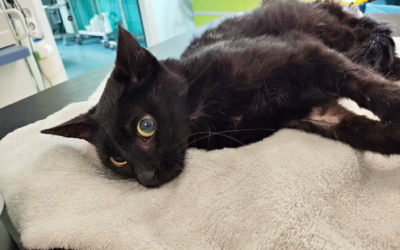 Nové zprávy o Prokůpkovi