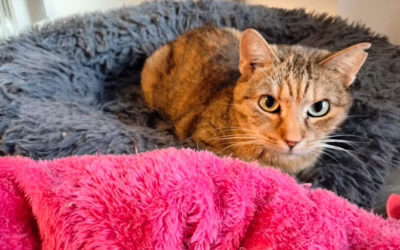 Kočička Věrka hledá domov