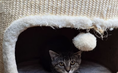 Alžbětka hledá domov