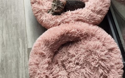 Den velkých pelíšků :D