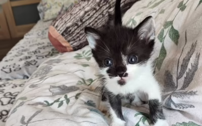 Pozdrav z depozita dnes posílá Kačenka