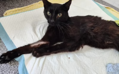 Prokůpek moc zdraví z depozita