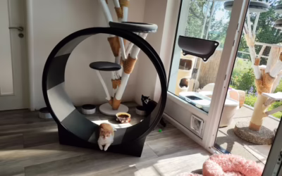 Kočička týdne HÉLINKA a poděkování CATROUD