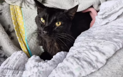 Zprávy o Prokůpkovi