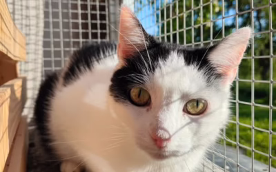 Poděkování od Sevillky