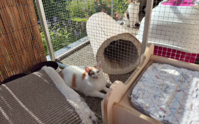 Krásná Mirečka hledá domov