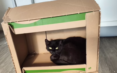 Krabice a Paprička :D