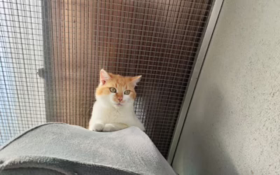 Kočička týdne Hélinka vyhlíží domov