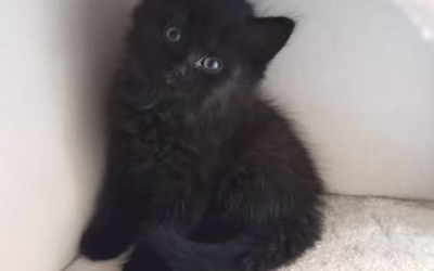 Miládek hledá svůj domov