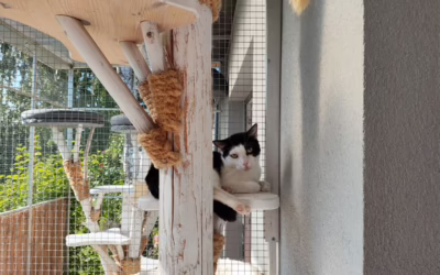 Kočičku můžete adoptovat i virtuálně