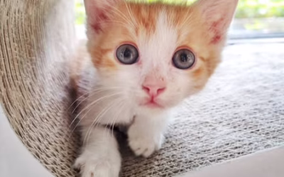 Fabiánek odjel do nového domova