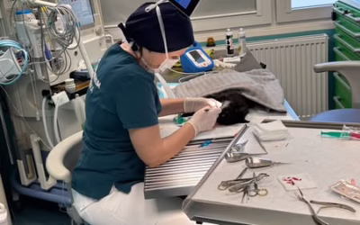 Pacínek na operaci zoubků