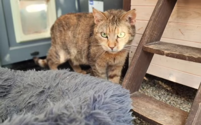 Kočička týdne VĚRKA