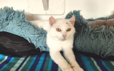 Mikkoušek stále vyhlíží svého páníčka