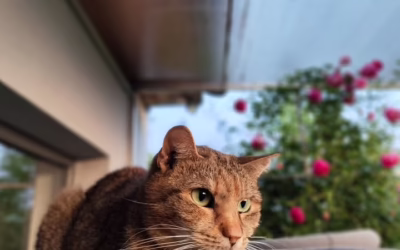 Kočička týdne Věrka vám přeje krásné ráno :)