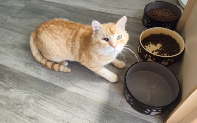 Kocourek Filípek posílá pozdrav