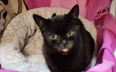 Babička Lipěnka by také mohla ještě odjet do nového domova