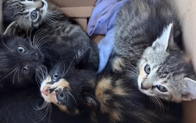 Copak bylo v krabici?