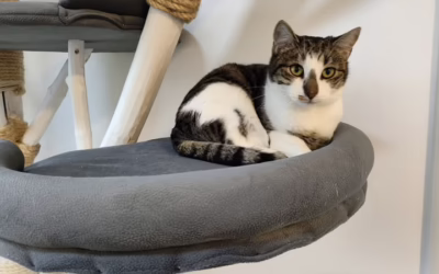 Kocourek týdne SOBRIŇO