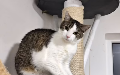 Kočička týdne: HŘÍBĚNKA