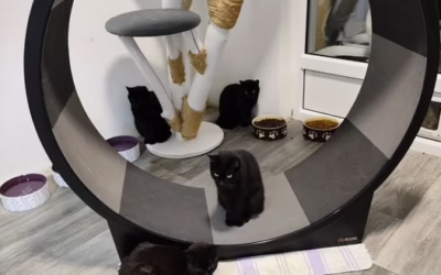 V depozitu máme kočičí mafii :D