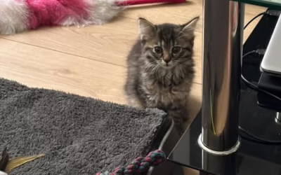 Do nového domova odjela apolenka